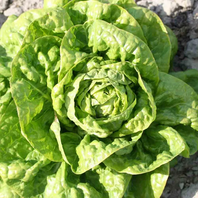 ferme-de-sainte-marthe-laitue-grosse-blonde-paresseuse-graines-bio image 1