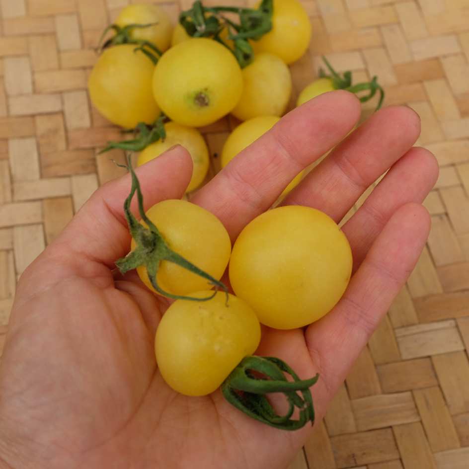 la-bo-te-graines-white-cherry-graines-tomate-cerise-bio image 3