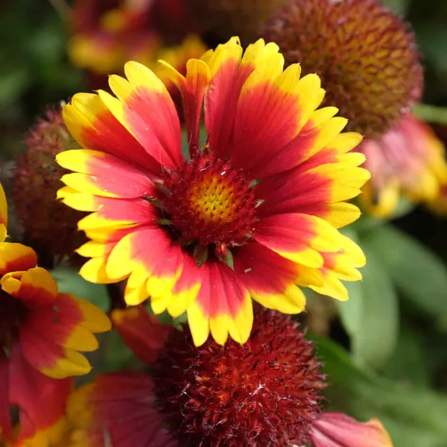 la-bo-te-graines-arizona-sun-graines-de-gaillarde-bio-massif image 1