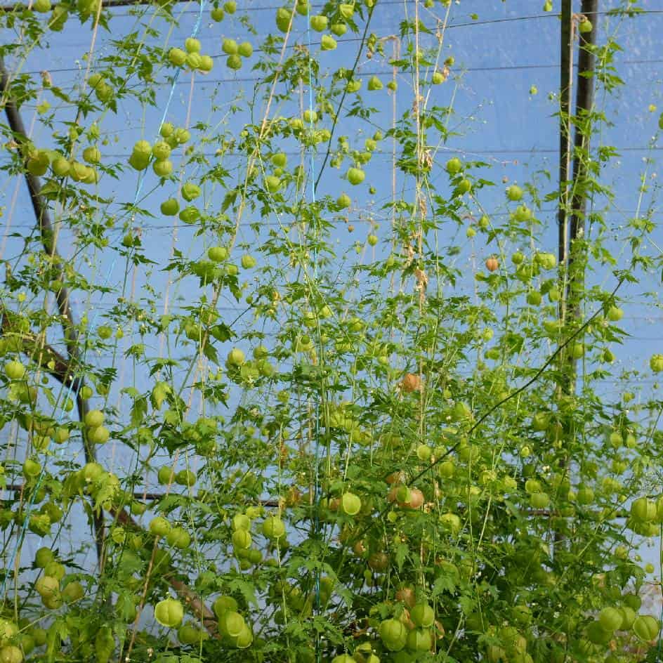 la-bo-te-graines-pois-de-c-ur-graines-fleurs-bio-grimpante image 3