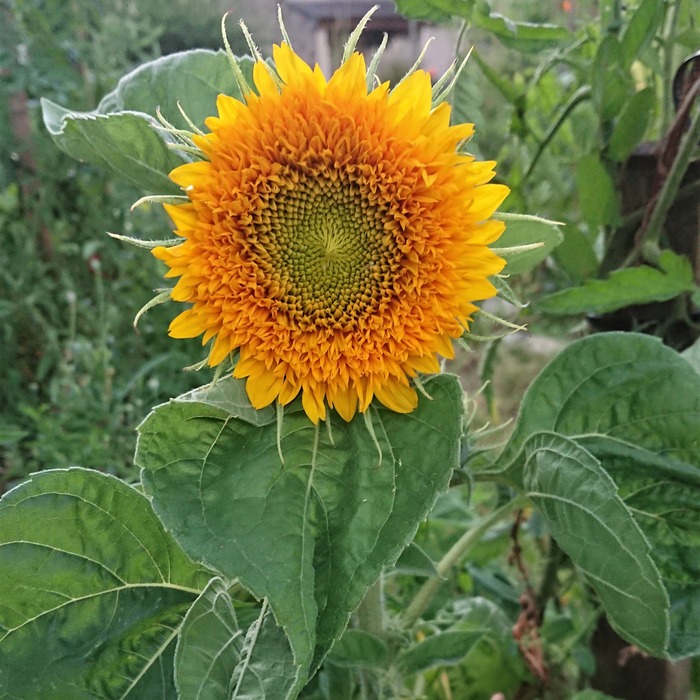 les-semences-de-l-ombelle-tournesol-ours-en-peluche-bio-graines image 2