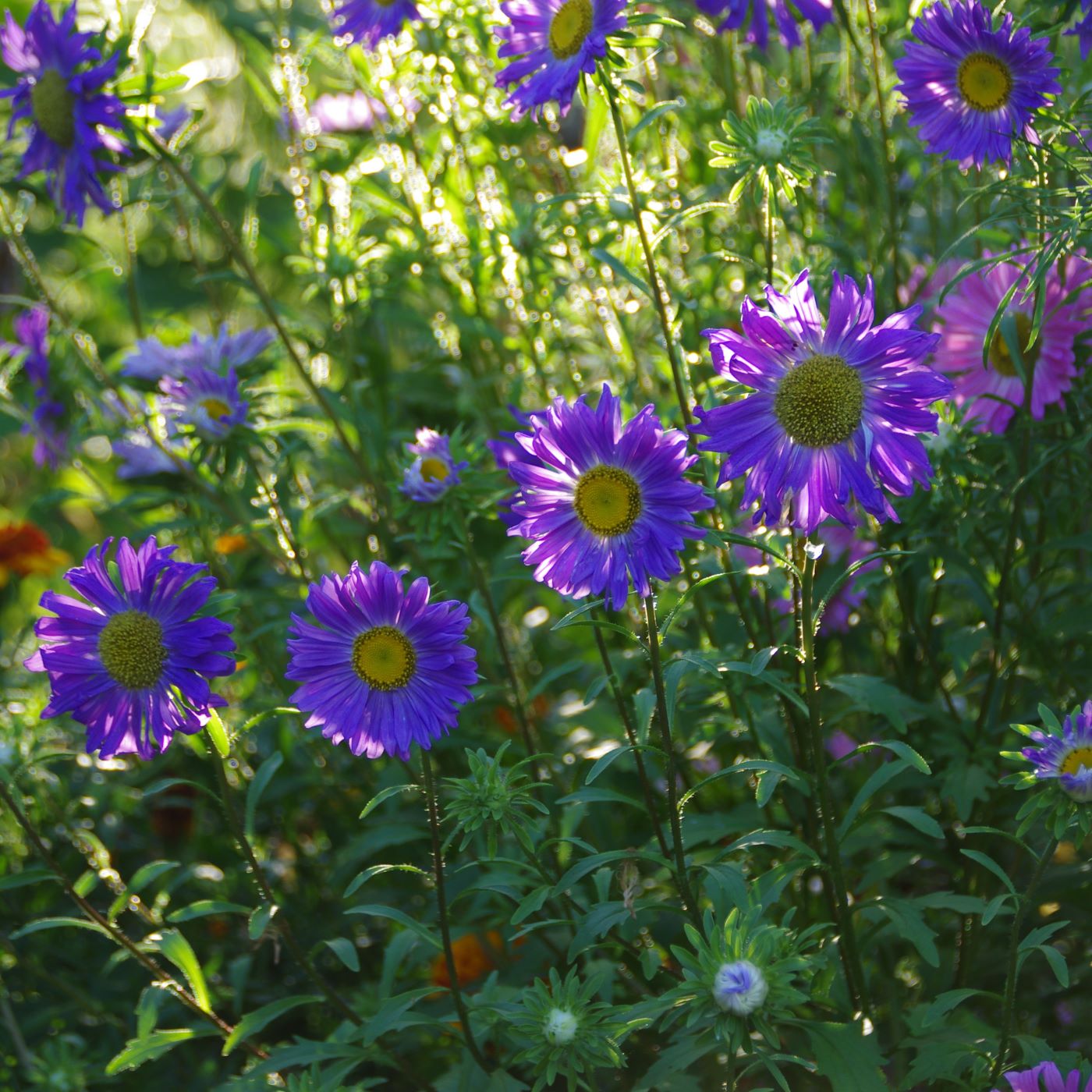 les-semences-de-l-ombelle-marguerite-m-lange-bio-graines-fleurs image 2