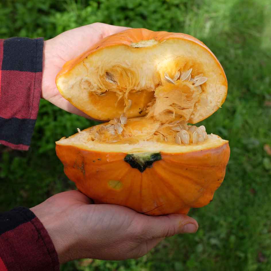 la-bo-te-graines-courge-p-tisson-orange-graines-bio-toile image 4