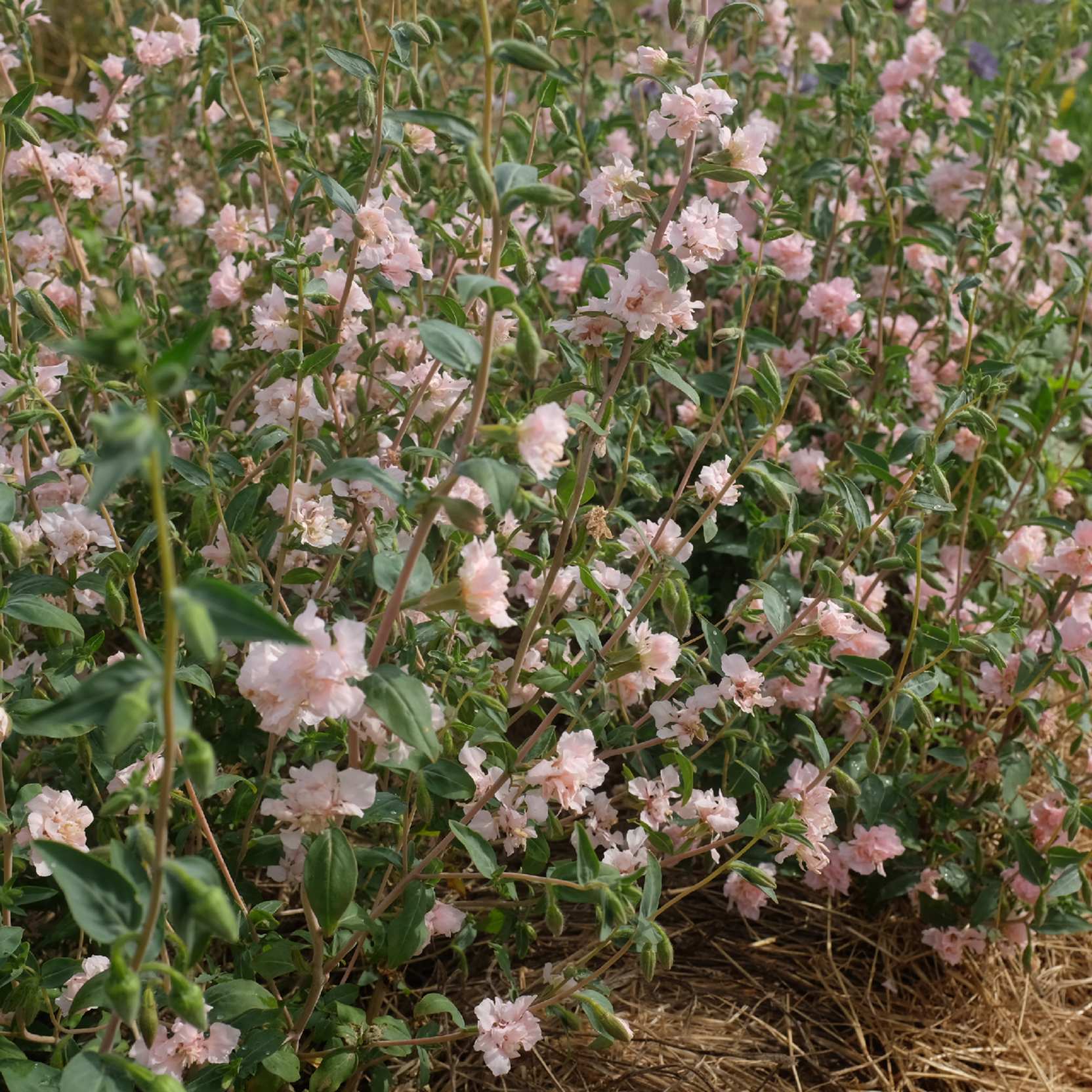 la-bo-te-graines-clarkia-appleblossom-graines-fleurs-bio-rose image 5