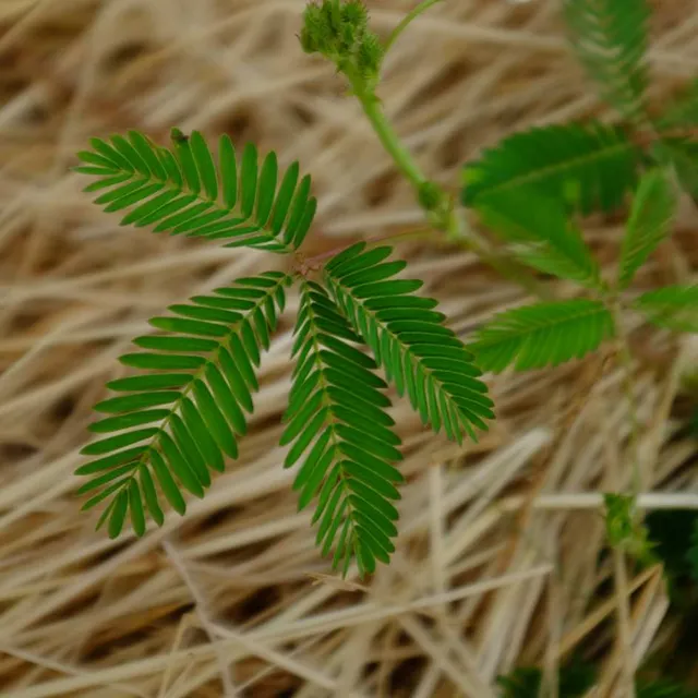 la-bo-te-graines-mimosa-pudica-graines-fleurs-bio-pot image 1