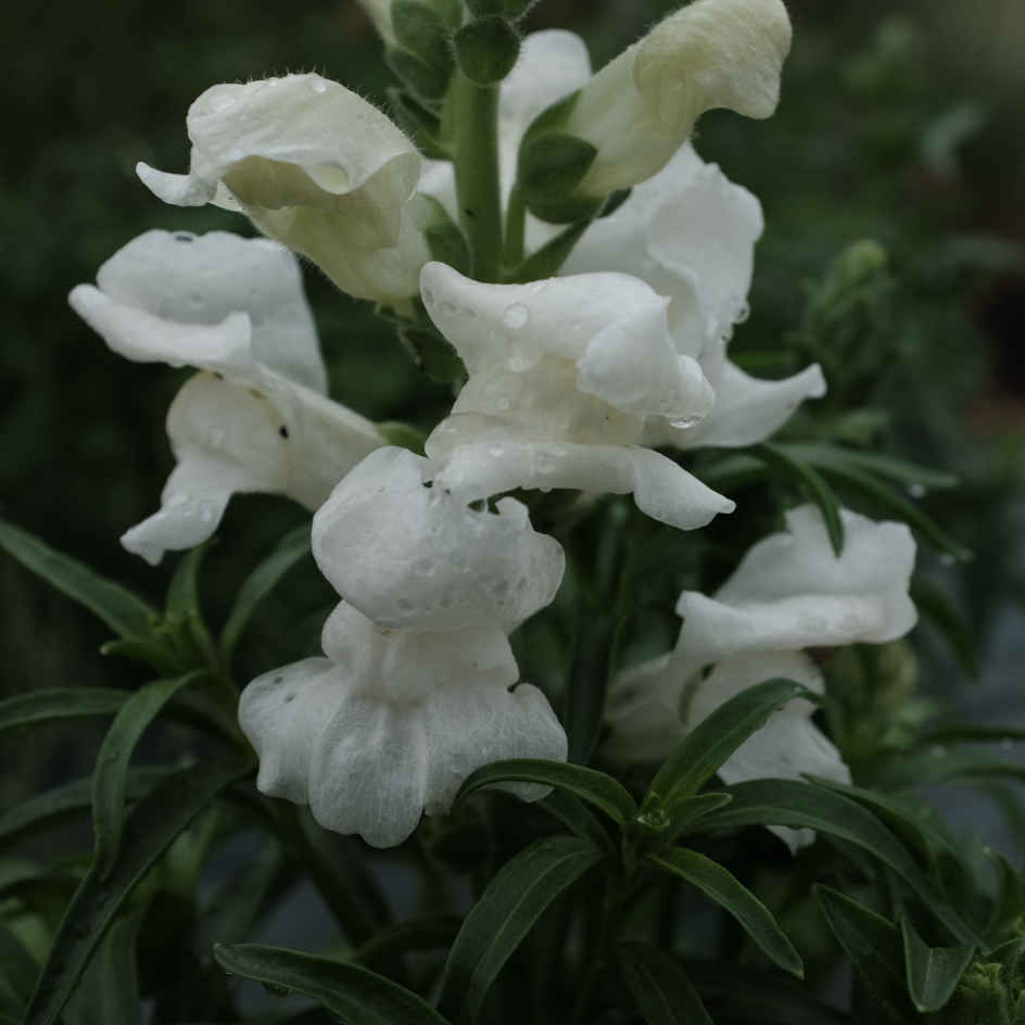 la-bo-te-graines-muflier-snowflake-graines-fleurs-bio-blanc image 2