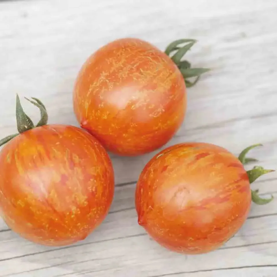 ferme-de-sainte-marthe-tomate-red-zebra-graines-potag-res-bio image 1