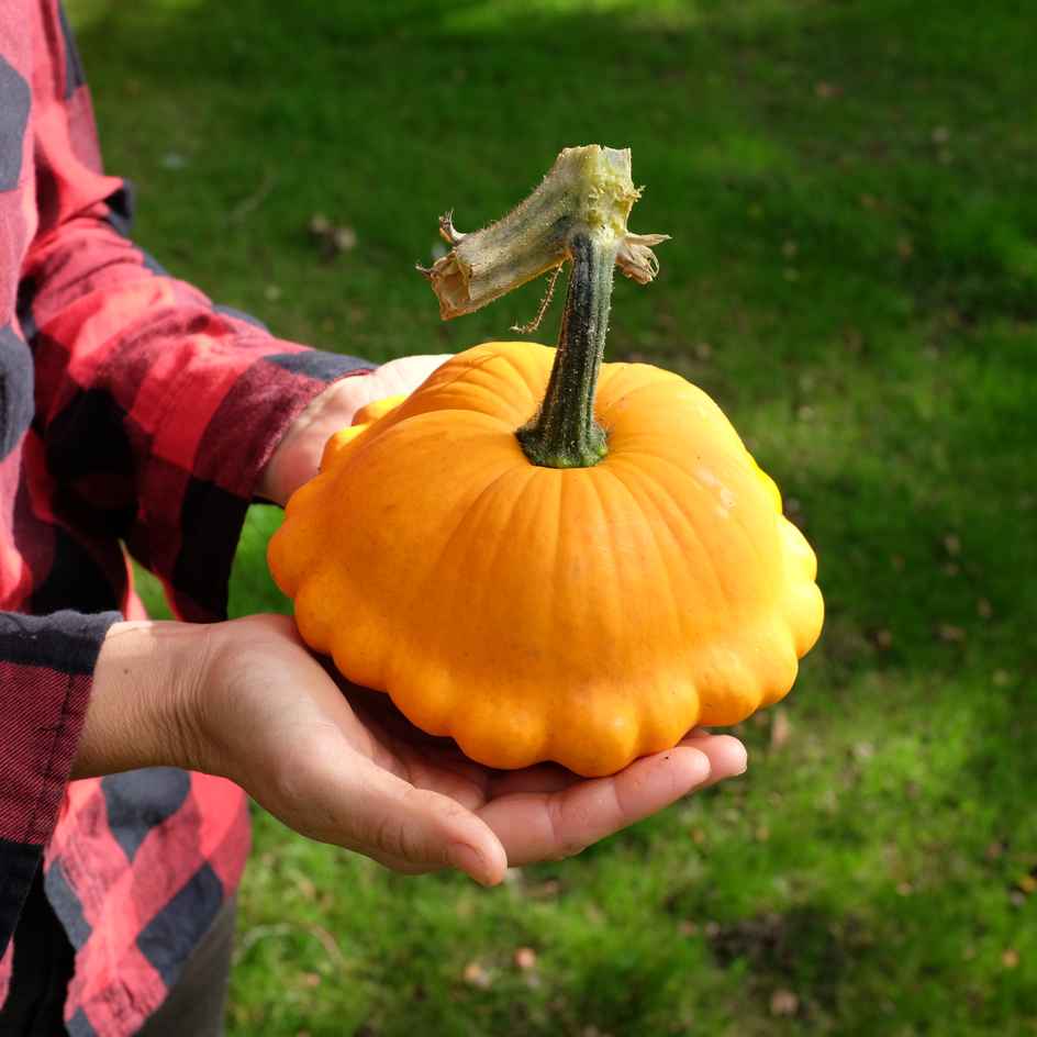 la-bo-te-graines-courge-p-tisson-orange-graines-bio-toile image 1