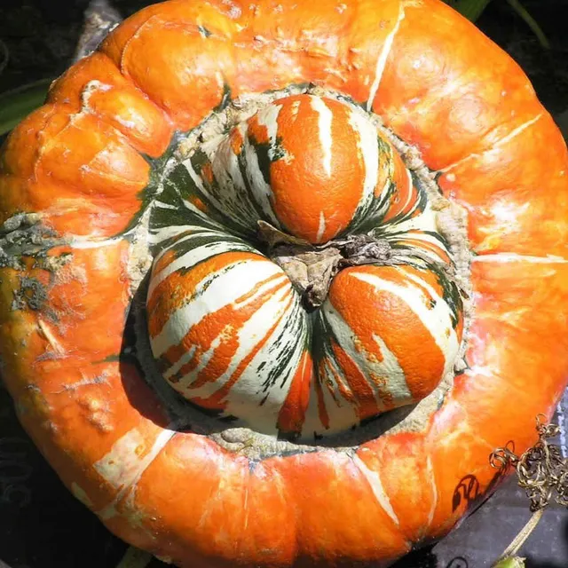 la-bo-te-graines-giraumon-turban-graines-de-potiron-bio-soupe image 1