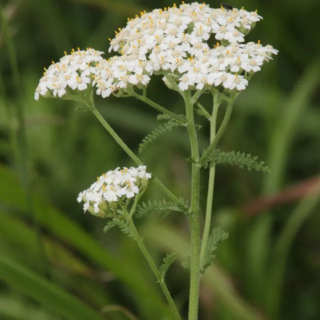 la-bo-te-graines-graines-fleurs-achill-e-millefeuille-bio image 1