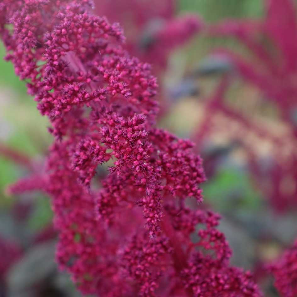la-bo-te-graines-amarante-intense-purple-graines-bio image 4