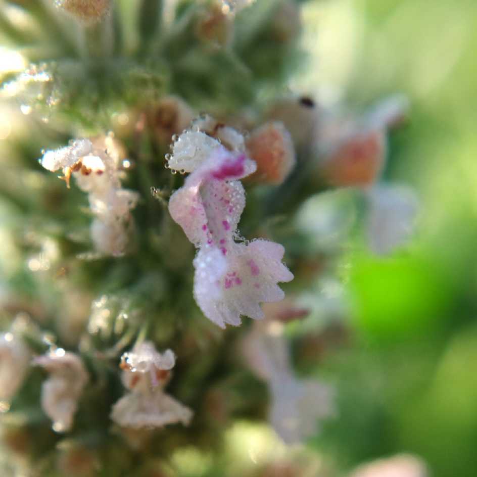 la-bo-te-graines-graines-aromatiques-nepeta-citriodora-bio-citronn-e image 3