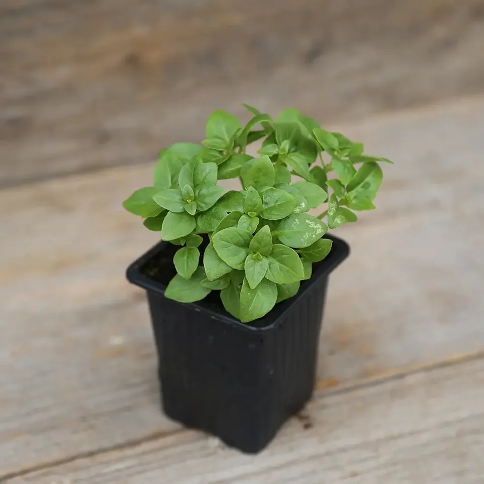 ferme-de-sainte-marthe-basilic-grec-plant-aromatique-bio-compact image 1