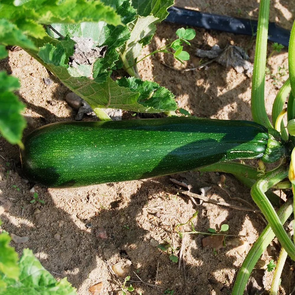 ferme-de-sainte-marthe-courgette-milan-black-beauty-plant-bio image 2