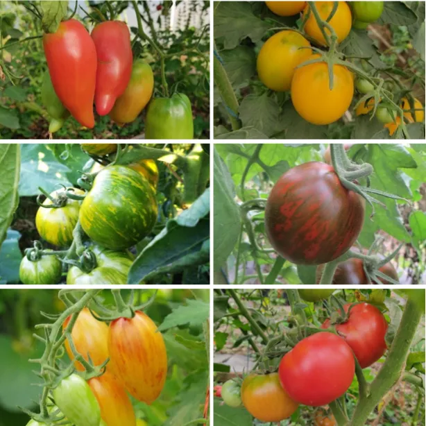 les-semences-de-l-ombelle-tomate-en-m-lange-graines-bio image 1