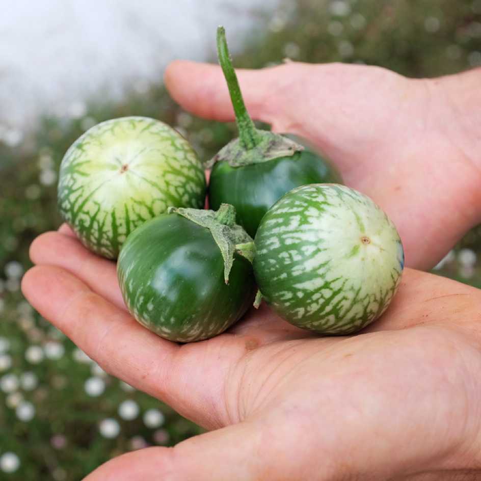 la-bo-te-graines-aubergine-lao-green-stripe-graines-l-gumes-bio image 1