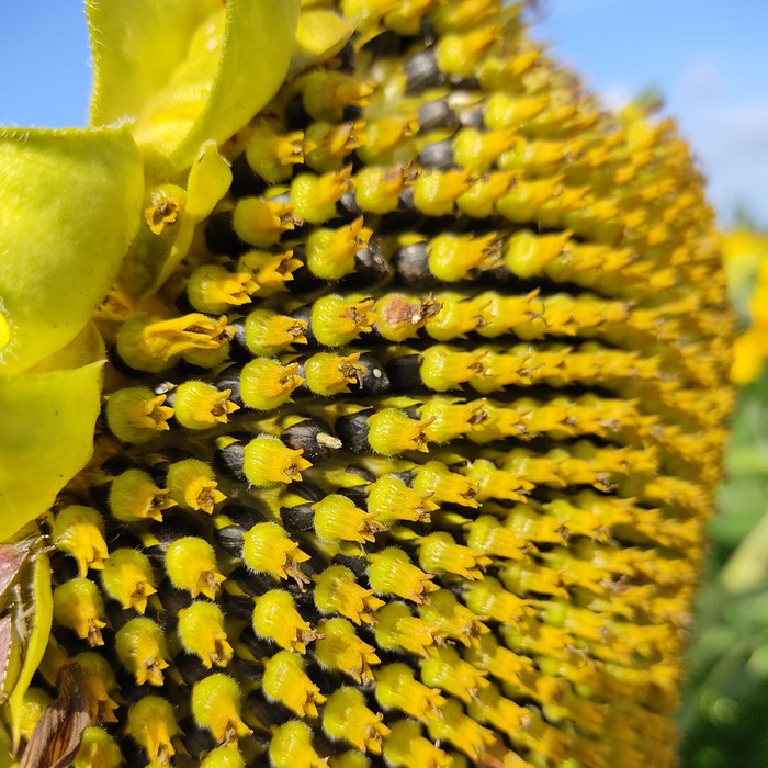 les-semences-de-l-ombelle-tournesol-fleur-jaune-bio-graines-fleurs image 3