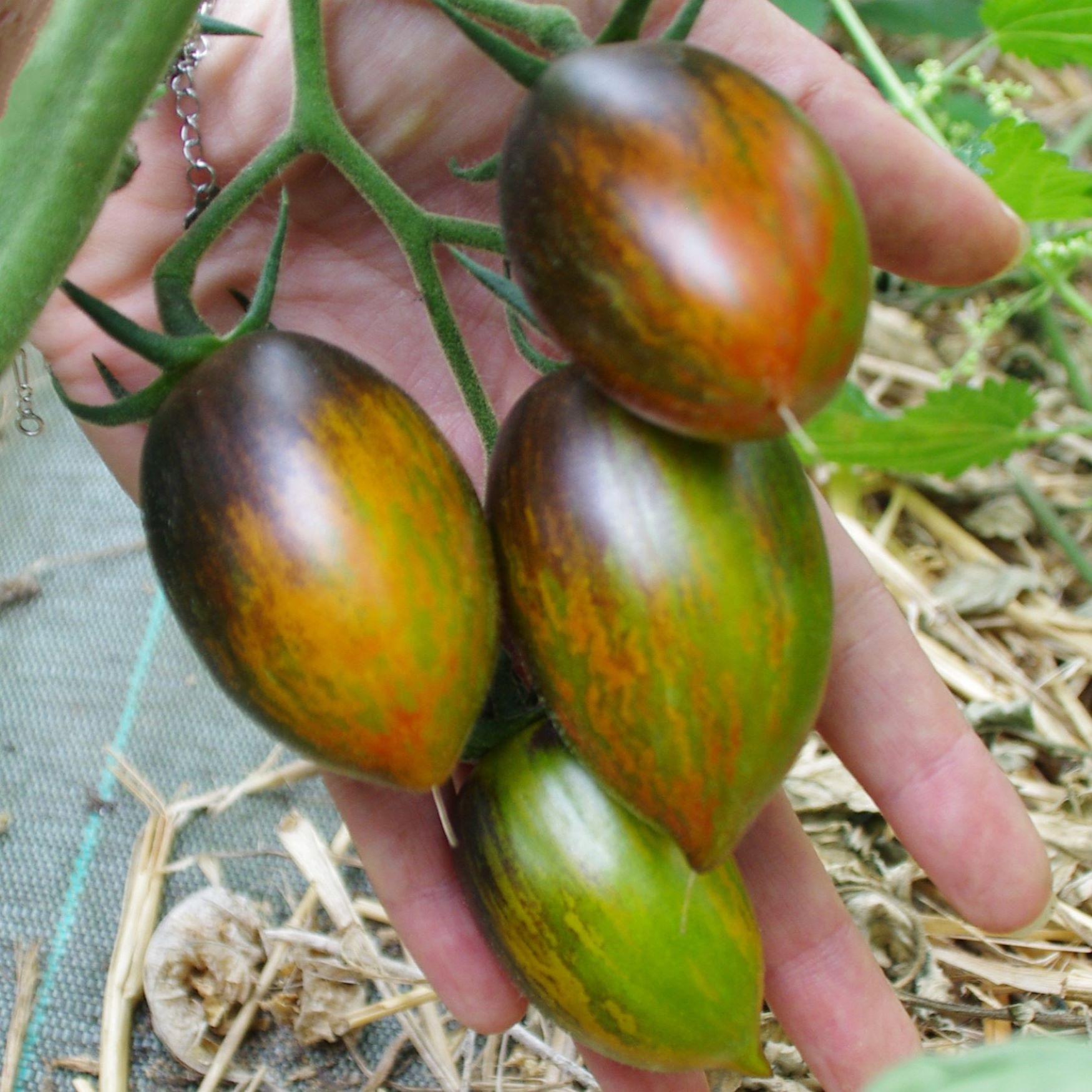 les-semences-de-l-ombelle-tomate-brad-s-atomic-grape-graines-bio image 3