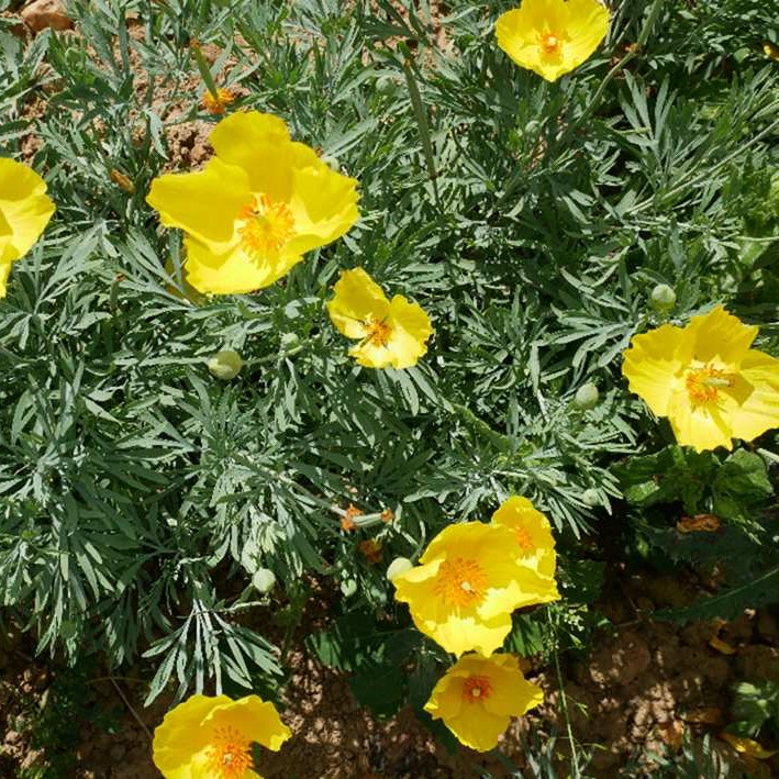 la-bo-te-graines-graines-fleurs-hunnemannia-fumariifolia-fleur-bio image 6