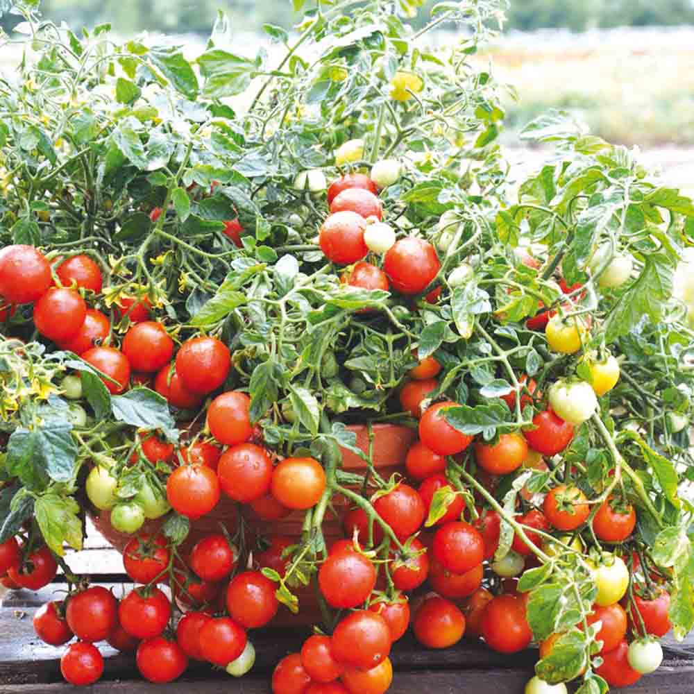 ferme-de-sainte-marthe-tomate-maskotka-graines-bio-cocktail image 1
