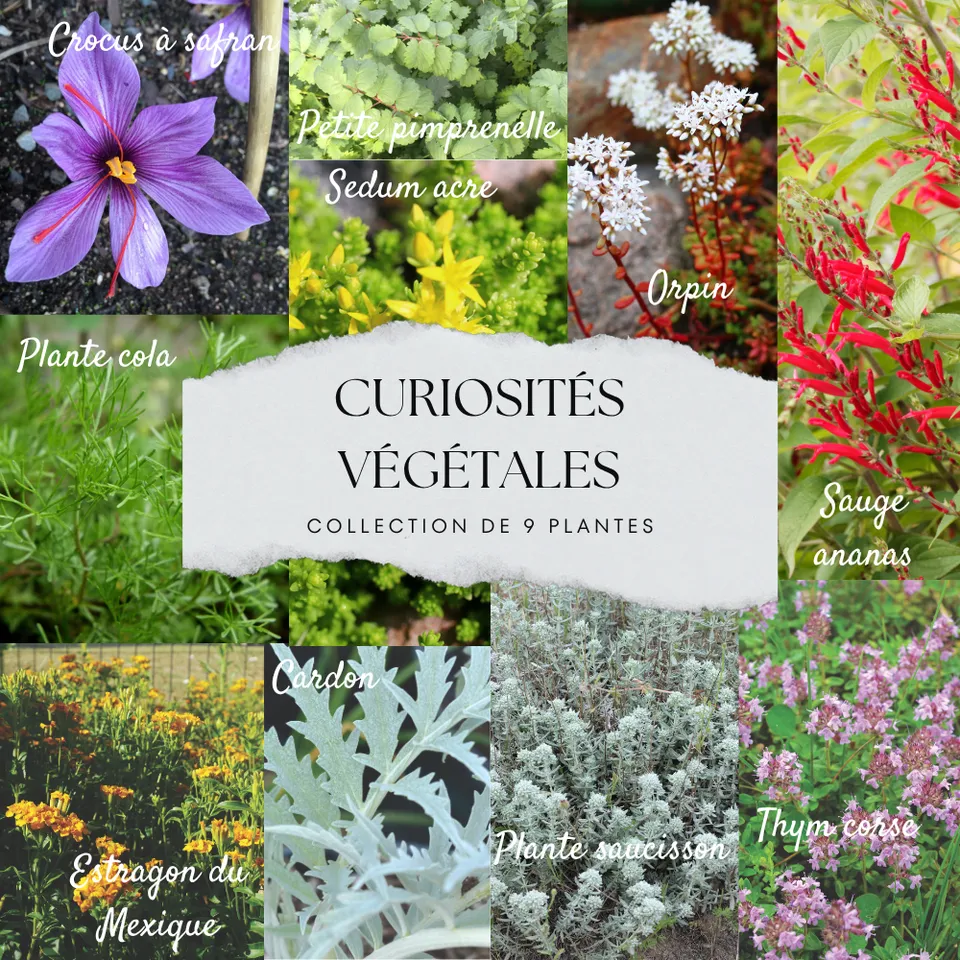 ferme-de-sainte-marthe-curiosit-s-v-g-tales-collection-9-plants image 1