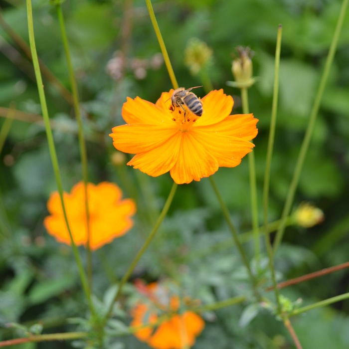 les-semences-de-l-ombelle-cosmos-sulfureux-orange-graines-bio image 3