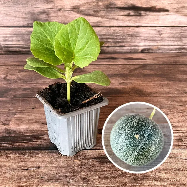 ferme-de-sainte-marthe-petit-gris-de-rennes-plant-melon-bio image 1