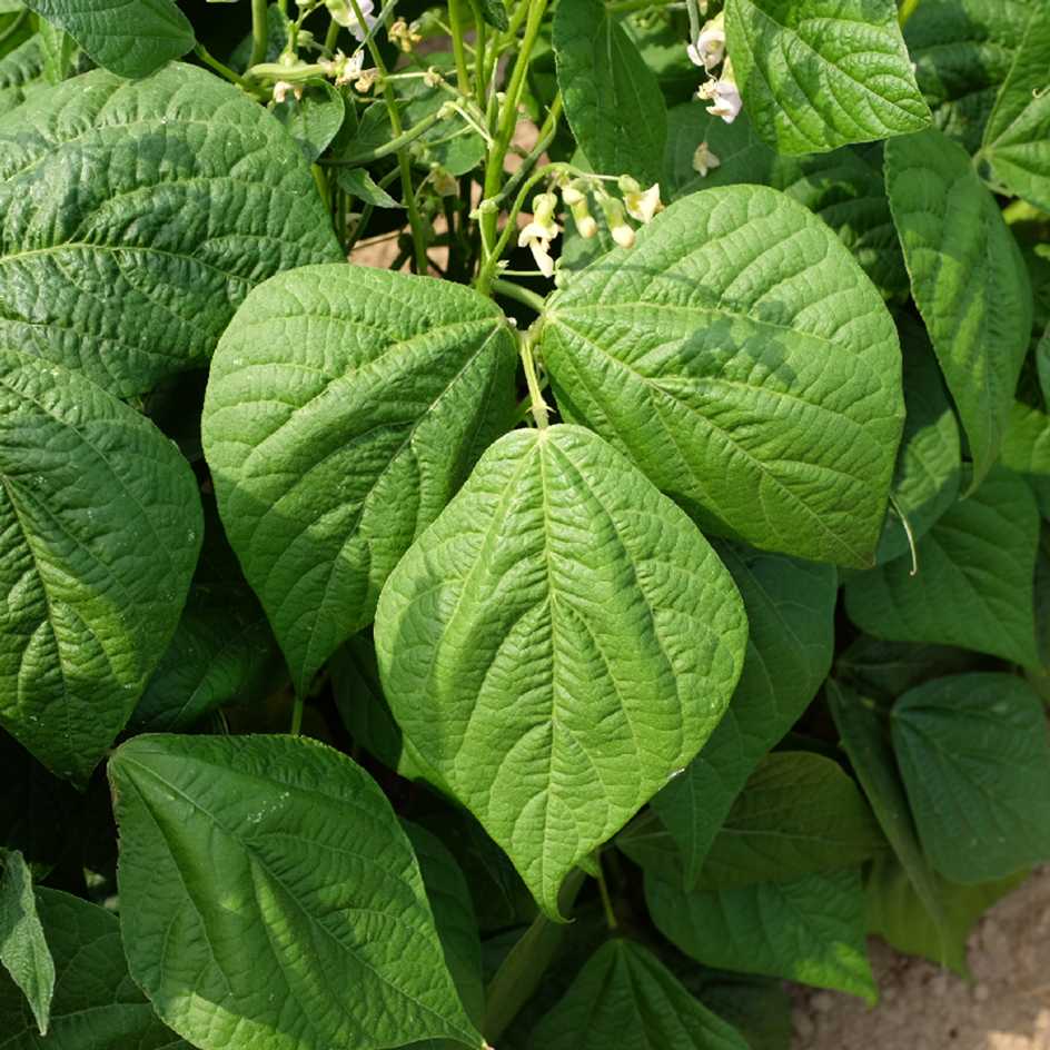 la-bo-te-graines-haricot-rigalex-bio-graines-nain-sans-fils image 3