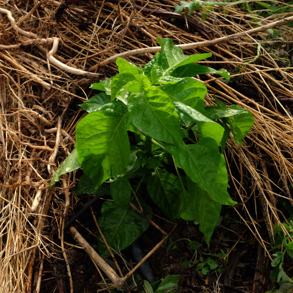 la-bo-te-graines-piment-v-g-tarien-graines-bio-doux image 3