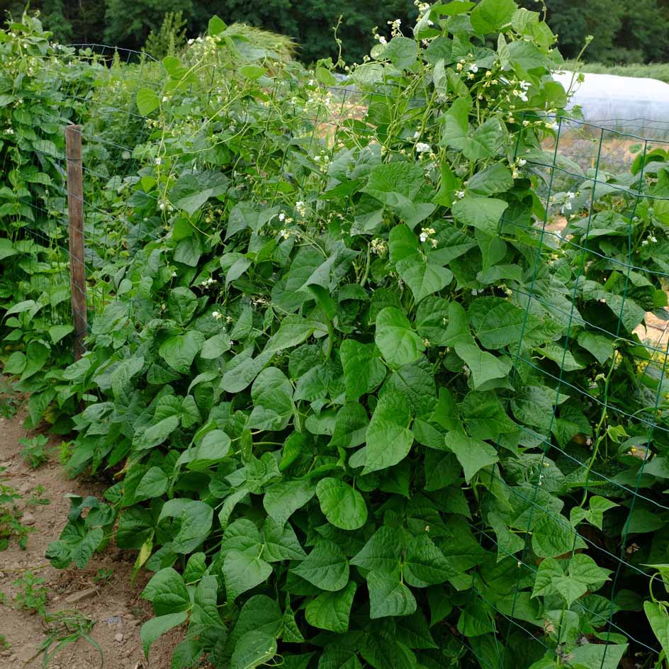 la-bo-te-graines-graines-l-gumes-haricot-ma-s-tarbais-bio image 2