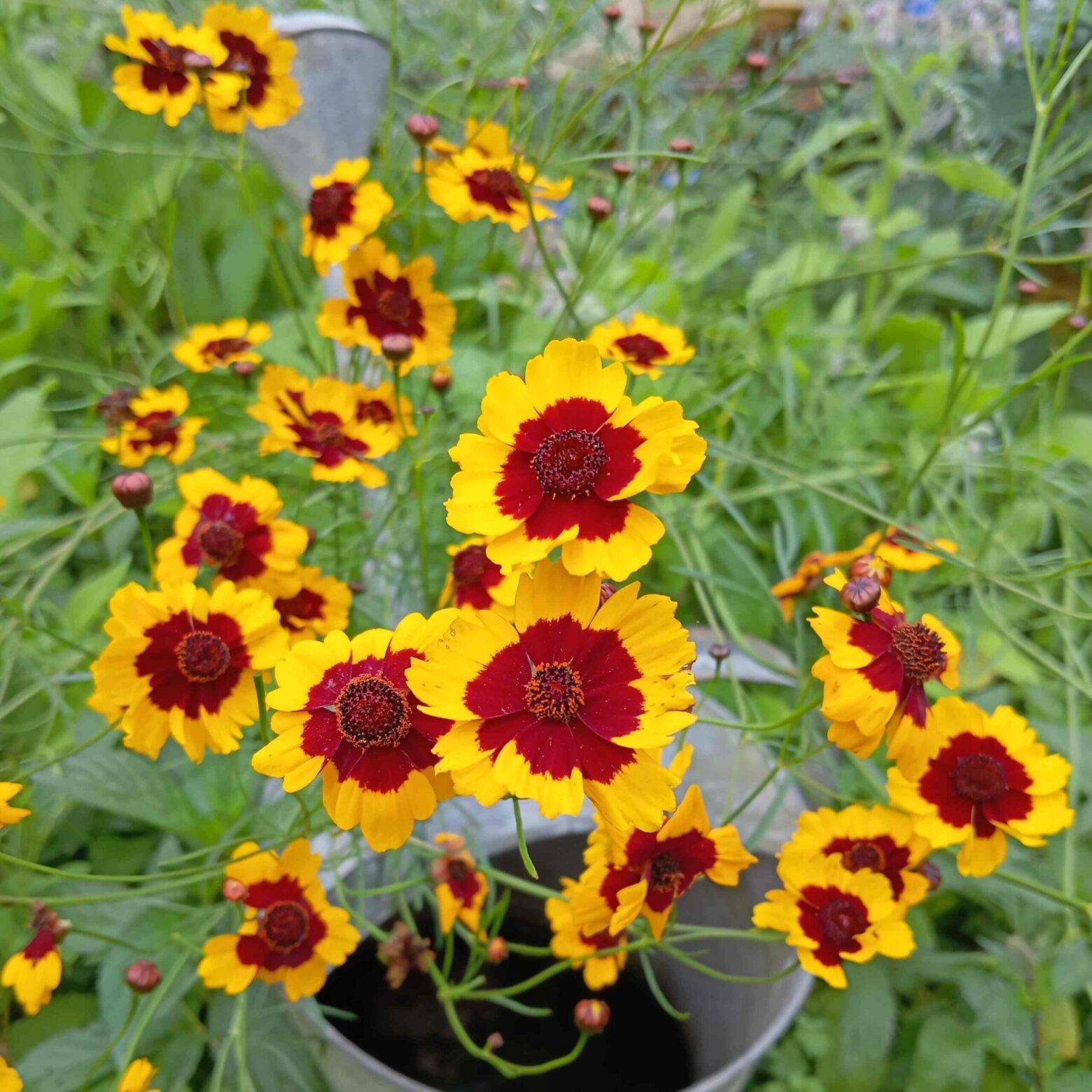 les-semences-de-l-ombelle-cor-opsis-des-teinturiers-bio-graines-fleurs image 3