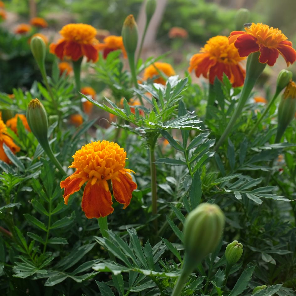la-bo-te-graines-illet-d-inde-orange-flame-bio-graines-fleurs image 2