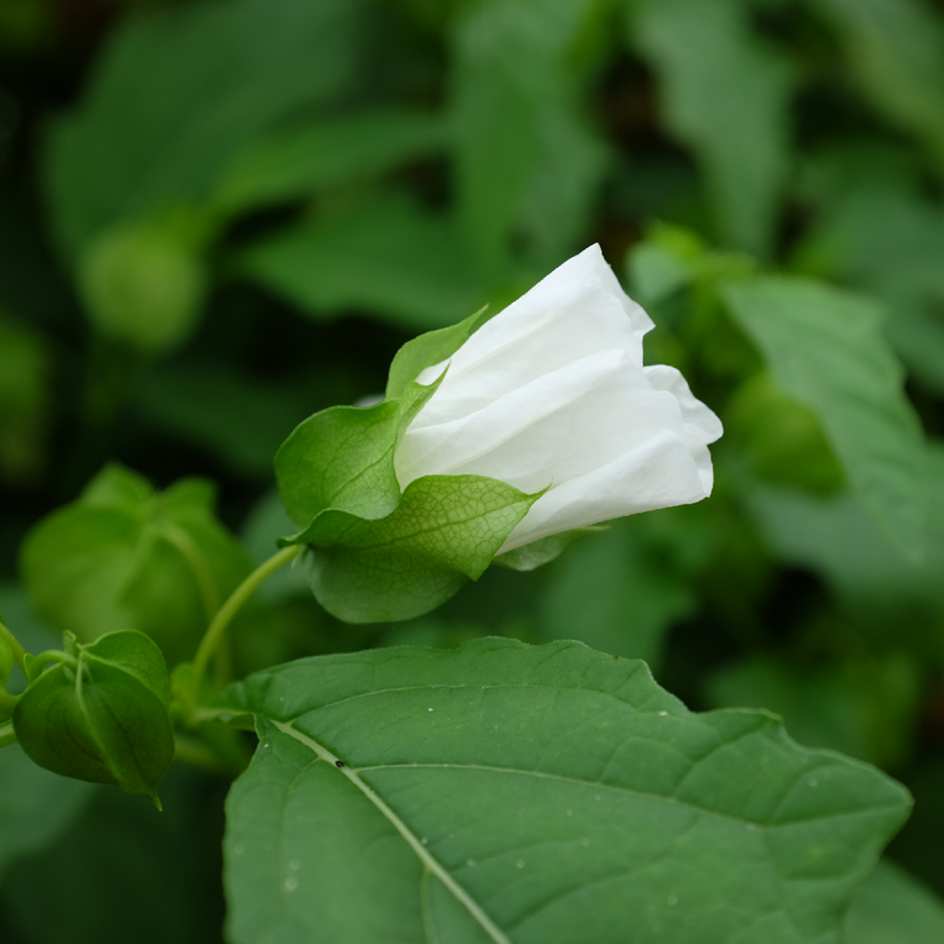 la-bo-te-graines-graines-fleurs-nicandra-physaloides-alba-bio-blanche image 3