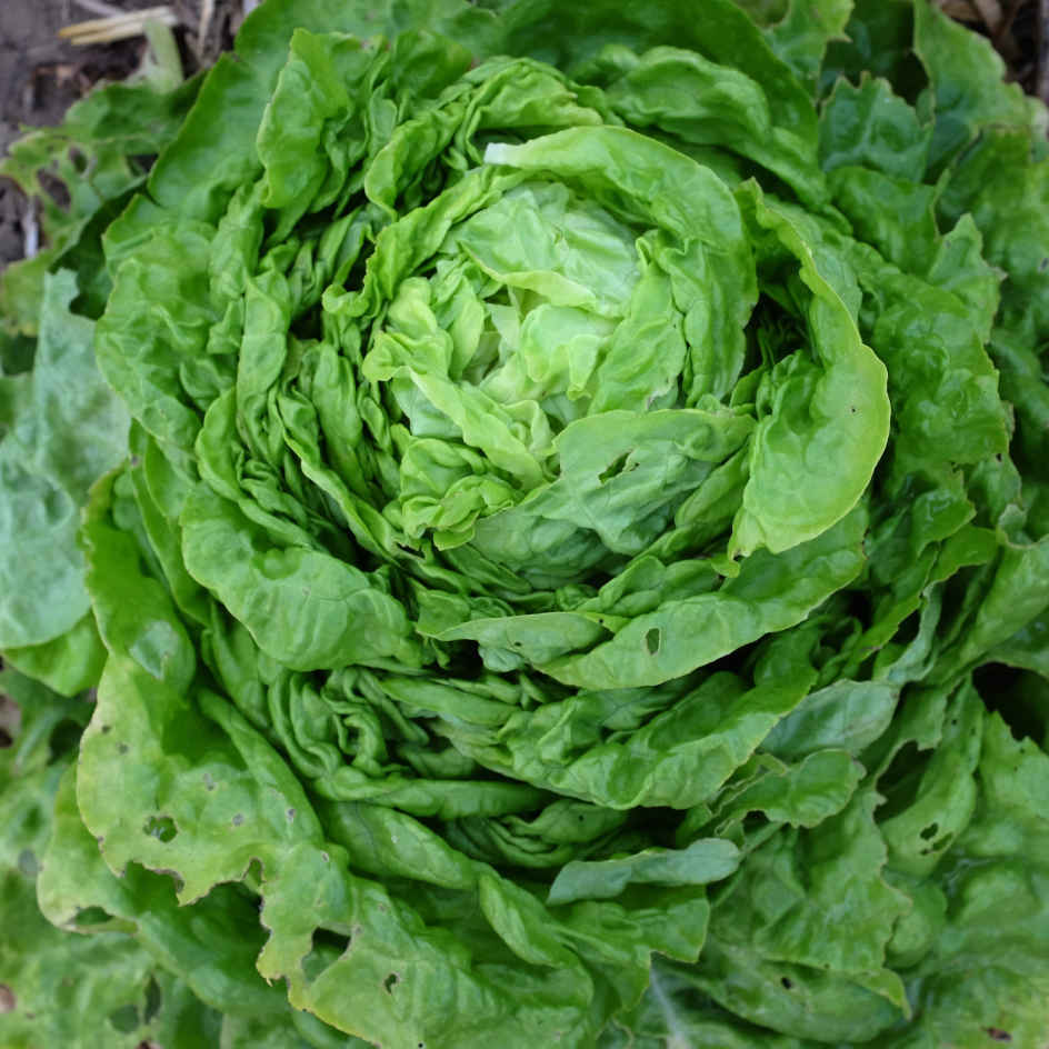 la-bo-te-graines-graines-l-gumes-blonde-de-doulon-bio-t image 3