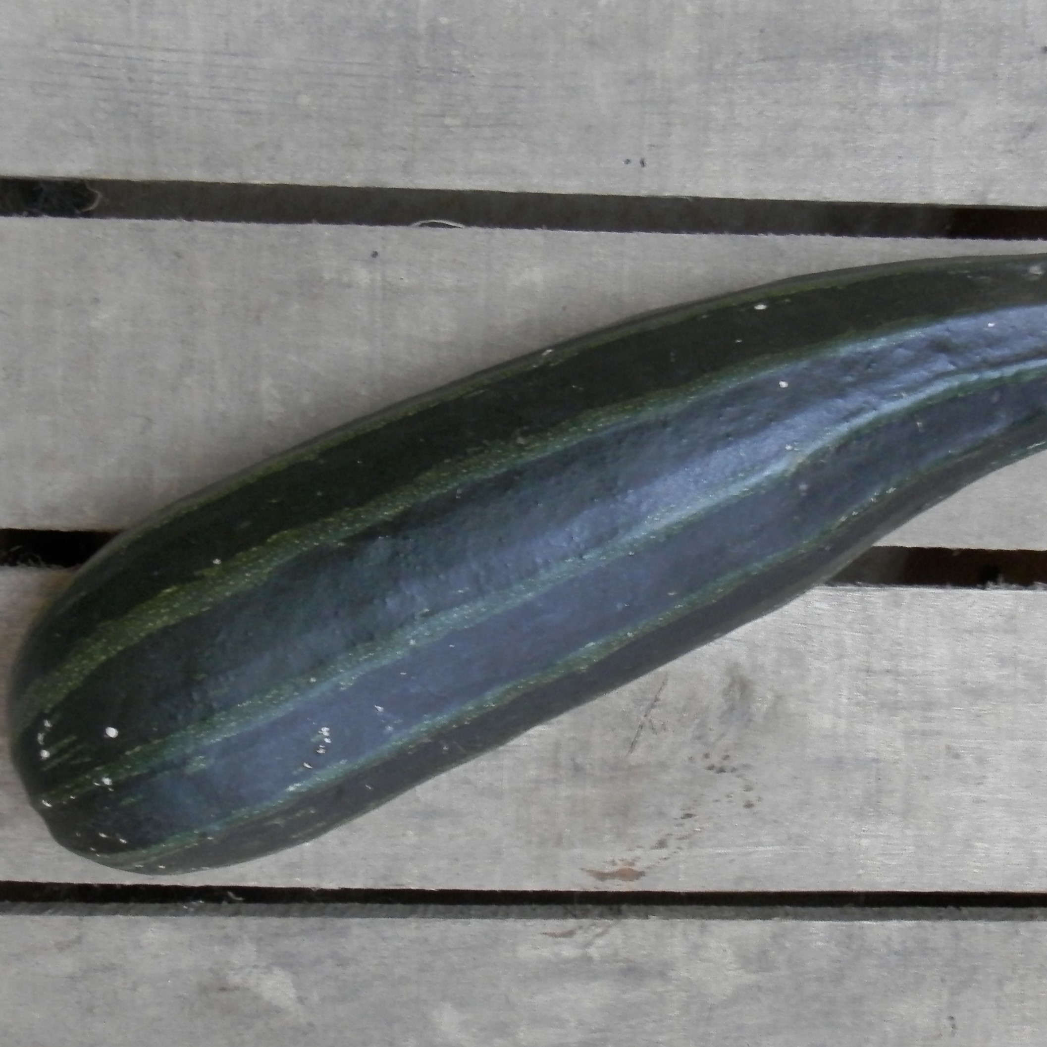 la-bo-te-graines-courgette-cocozelle-bio-graines-productive image 1