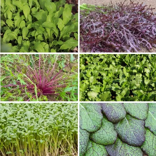 les-semences-de-l-ombelle-asiatique-bio-graines-de-mesclun-salade image 1