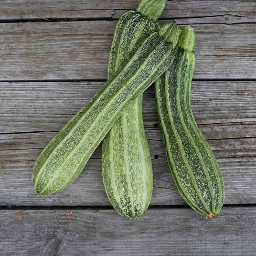ferme-de-sainte-marthe-courgette-costata-romanesco-graines-bio-c-tel-e image 1