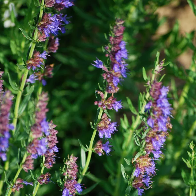 ferme-sainte-marthe-hysope-graines-aromatiques-bio-vivace image 1