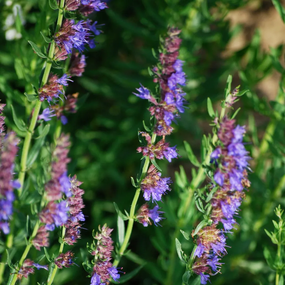 ferme-sainte-marthe-hysope-graines-aromatiques-bio-vivace image 1