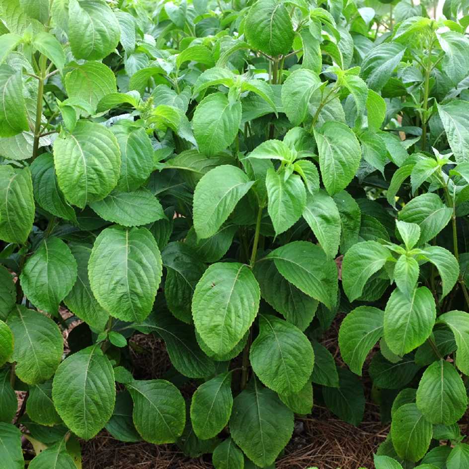 la-bo-te-graines-basilic-clou-de-girofle-graines-aromatiques-bio image 2