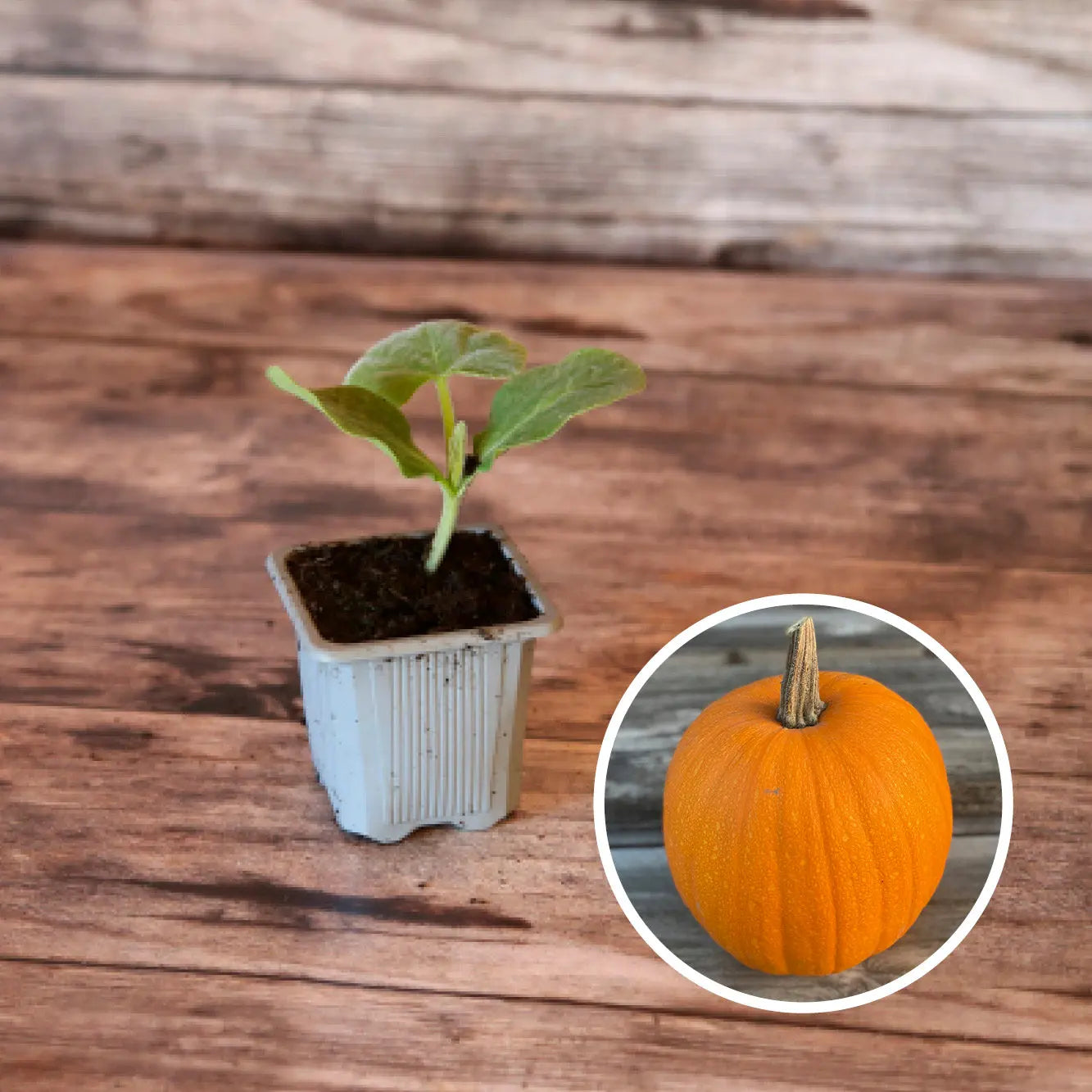 ferme-de-sainte-marthe-plants-bio-courge-jack-o-lantern-plant-halloween image 1