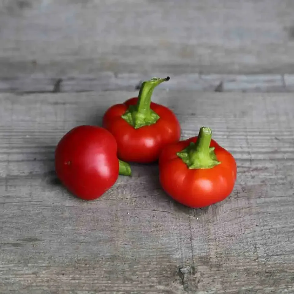 ferme-de-sainte-marthe-piment-red-cherry-small-graines-bio image 1