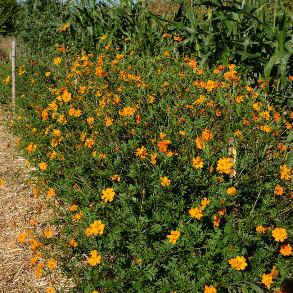 la-bo-te-graines-cosmos-sulphureux-graines-fleurs-bio-orange image 6