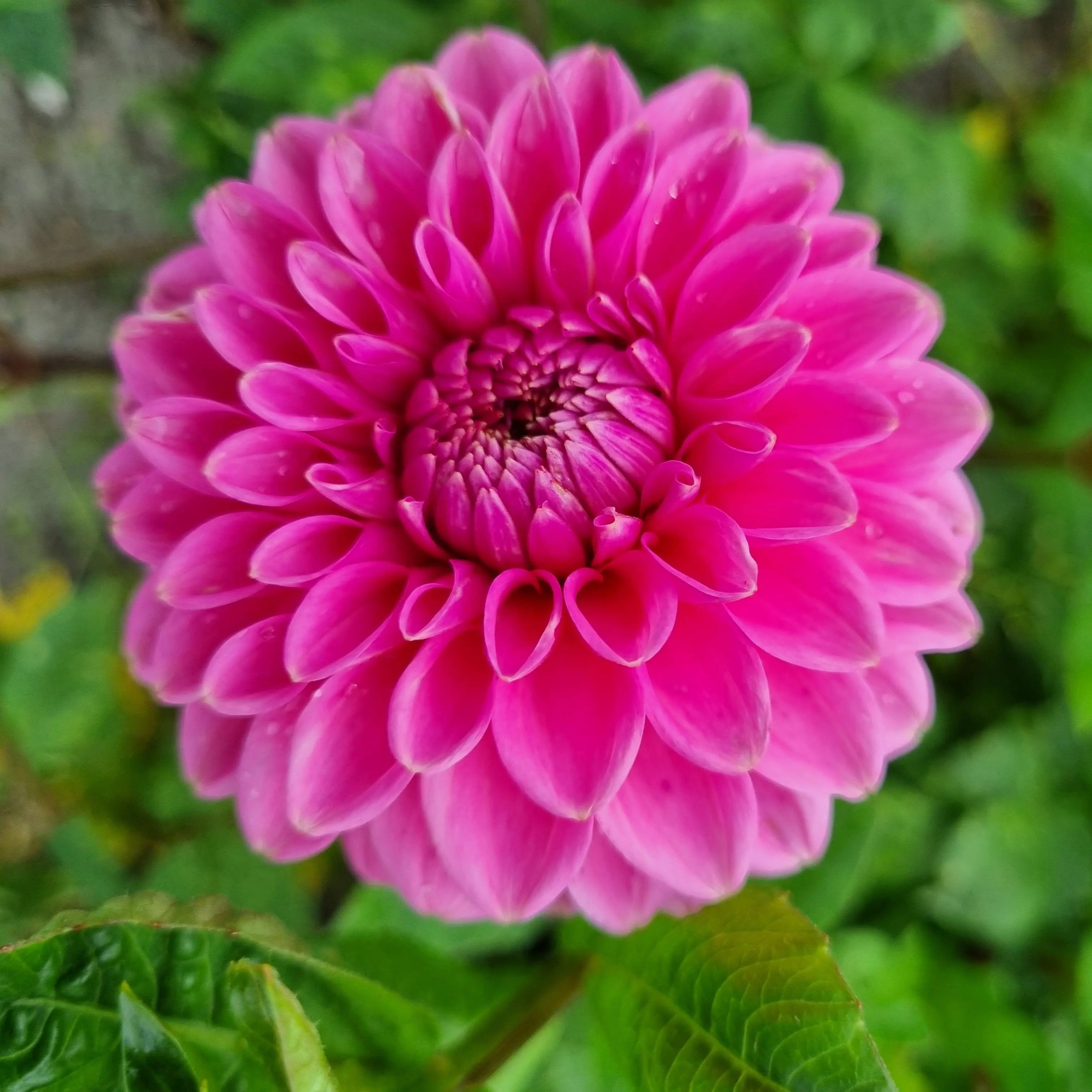 ferme-de-sainte-marthe-dahlia-sandra-balle-orange-bulbe-bio image 1