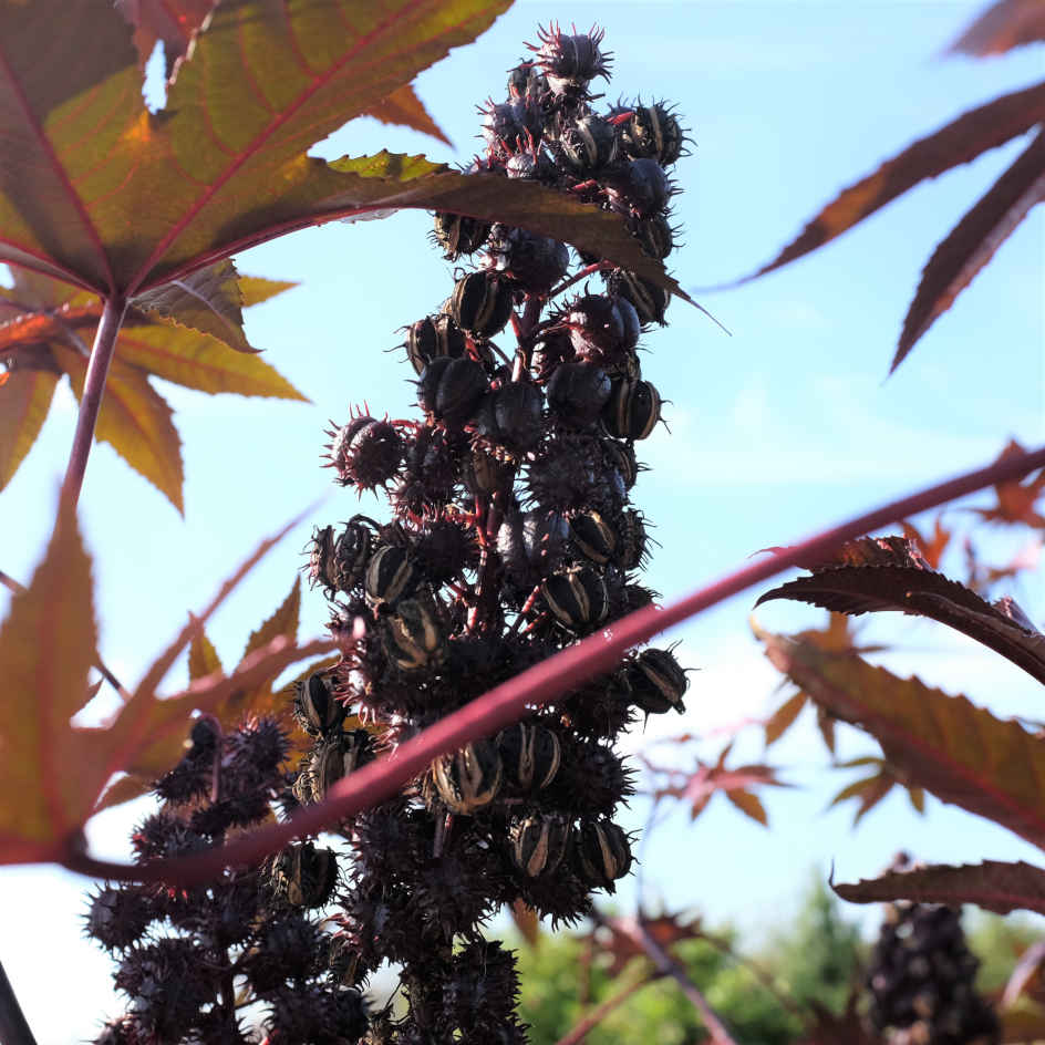 la-bo-te-graines-graines-fleurs-ricin-new-zealand-purple-bio image 2