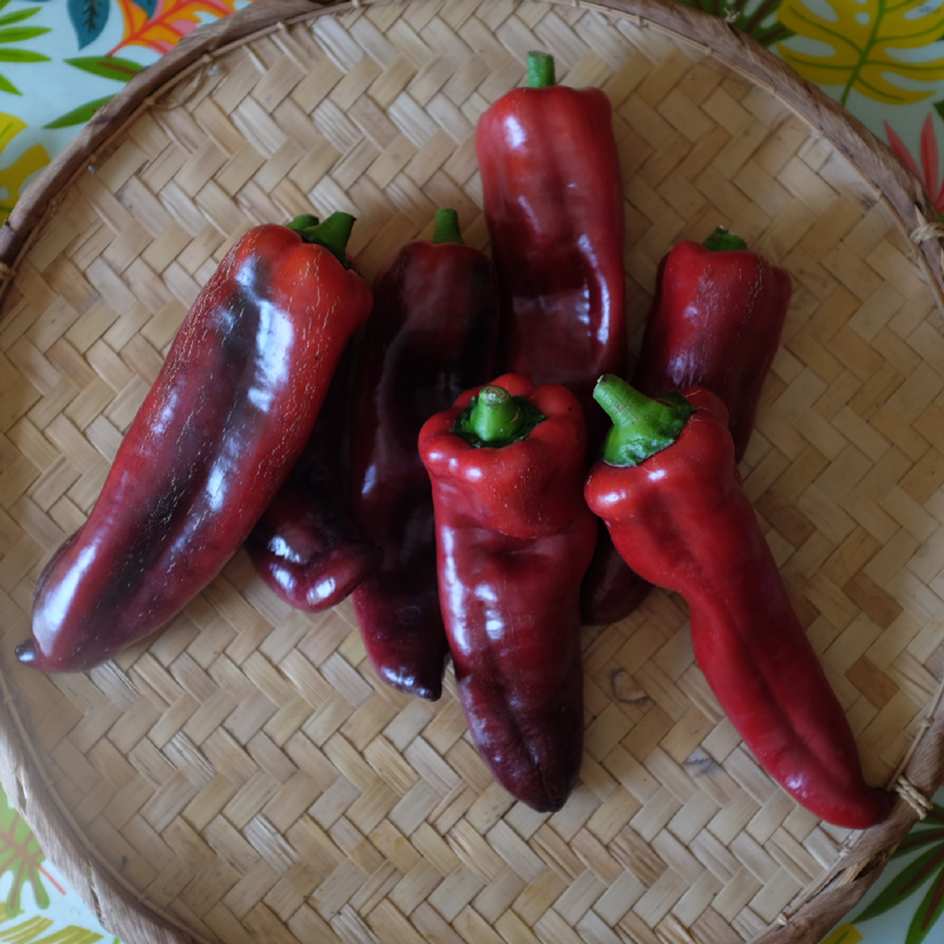 la-bo-te-graines-poivron-black-night-graines-l-gumes-bio image 1
