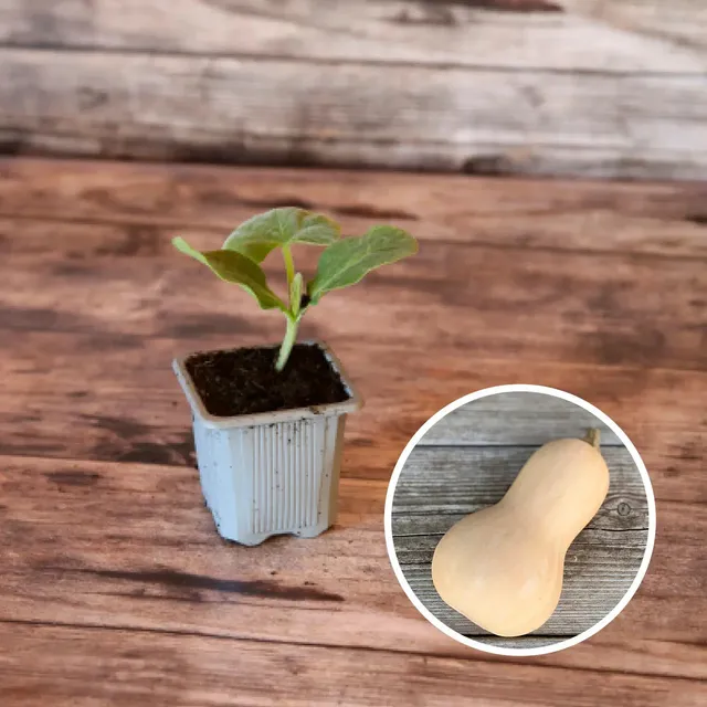 ferme-de-sainte-marthe-courge-butternut-plant-bio-musqu-e image 1