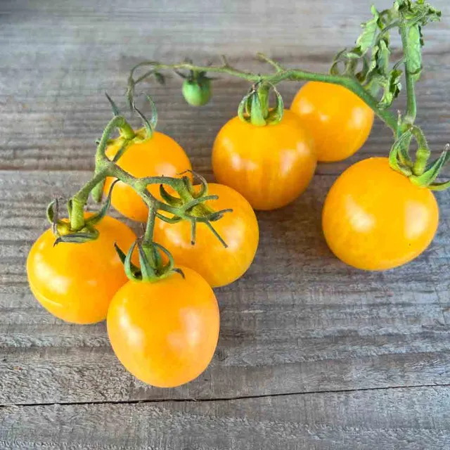 ferme-de-sainte-marthe-topaz-tomate-cerise-jaune-bio image 1