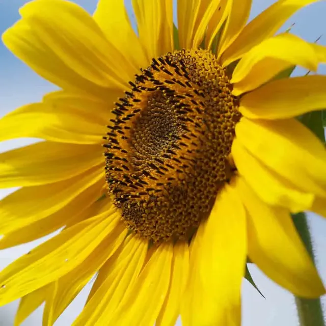 ferme-de-sainte-marthe-tournesol-californien-graines-fleurs-bio-jaunes image 1