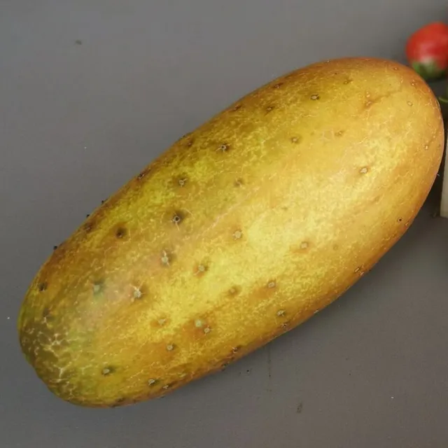 la-bo-te-graines-concombre-jaune-de-chine-graines-bio image 1